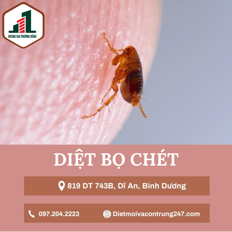 Diệt bọ chét